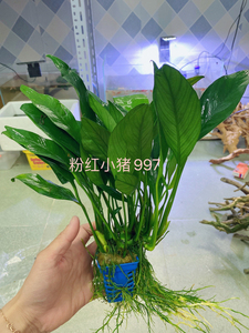 丹麦榕 鱼缸水草 3杯39元 水下叶尖叶丹麦榕 水榕 懒人