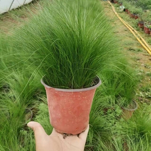 观赏草细茎针叶芒庭院阳台 覌叶 多年生细叶针茅 易养护 盆栽