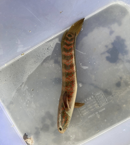 七星鱼观赏鱼 中公鱼 红点月鳢野采原生淡水鱼包邮包活