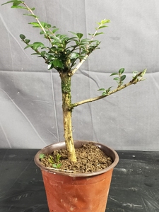 00tb343311399淘宝亮叶忍冬盆景包邮,亮叶忍冬枝叶十分密集,小枝