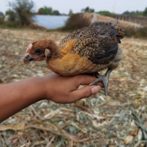 大棚拆迁正宗半斤高产麻羽绿壳蛋鸡五黑鸡活体土鸡农家散养下蛋鸡