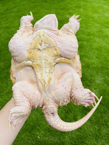 15辣椒变异小鳄龟 宠物龟乌龟变异大鳄小鳄大小杂纯杂佛黄化白化