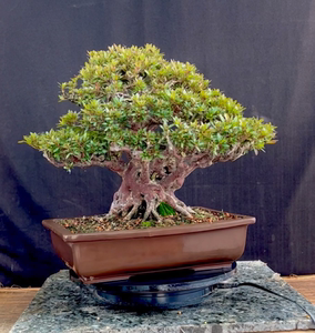 珍山日本进口皋月杜鹃,极品皋月好物不多错过再无高45宽37根