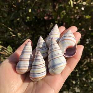 天然海螺贝壳七彩少女蜗牛壳5-6厘米口径1-1.5厘米35元