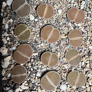 可挑 4年2cm和田玉 c153全窗紫熏 母本生石花