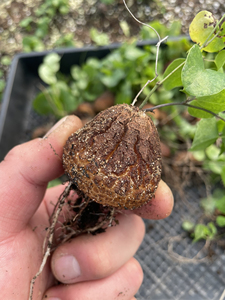 精品南非龟甲龙,4公分 发货,根系健康,裂纹如图,挑型好裂纹