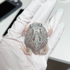 变异角蛙,白色变异,蓝色变异,1.5基因,腿已经果冻了肚子已