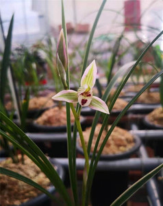 兰花(莲瓣兰,翠晶红轮) 兰花(翠晶红轮)  ,转手原因