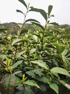 自家种的茶树,明前霍山黄芽320/斤.需要可以私信我,另有礼