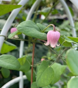 铁线莲铃铛桃割