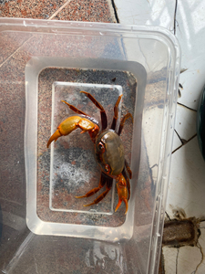 小螃蟹鲜活宠物水族淡水观赏蟹深水大型宠物蟹淡水蟹爬行鱼缸缸0人