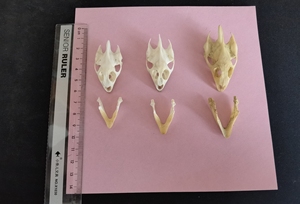 甲鱼头骨,乌龟,龟,头龟,骨头标本