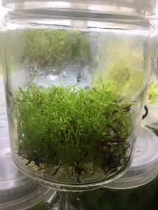 食虫植物眼镜蛇瓶子草出瓶发货很多颗