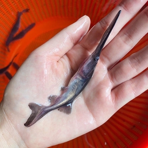 长嘴鱼鱼苗观赏鱼冷水鱼淡水鱼好养耐活路亚淡养殖直发批发包邮