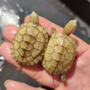 22年小青龟苗 皖南纯种  2只 3-4cm 包邮包活