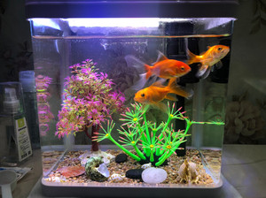 出一套小鱼缸,带鱼,和两盒鱼食,没时间养了,喜欢的带走吧