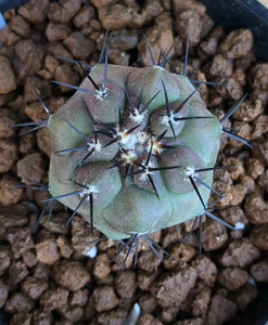 仙人球黑王丸,实生露养,刺佳根壮,蜡已初上,不含刺3.1cm