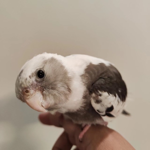 玄凤鹦鹉,低趴白脸派特公,已经验卡,卡还没发回来,断奶会飞