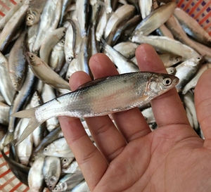 新鲜小白条 小餐条鱼 顶级河鲜 淡水鱼 龙鱼热带鱼开口鱼 乌