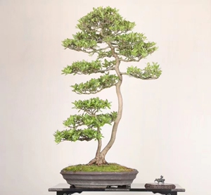 日本皋月杜鹃,文人,品种白惠比须.图二为花色!