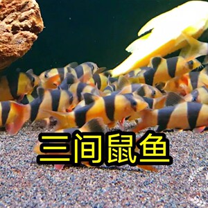 广州发货 三间鼠鱼小丑泥鳅进口大三间鼠清缸工具鱼热带观赏鱼