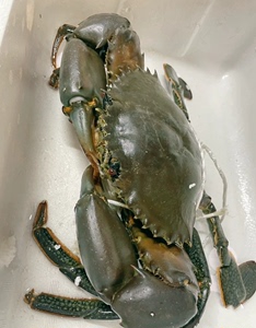 一斤以上巨无霸野生青蟹包活到家满膏满黄 大螃蟹鲜活海鲜海蟹红