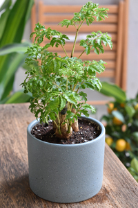 细叶福禄桐,桌面小盆栽,喜光照,不喜盆内积水,适合窗台或室内