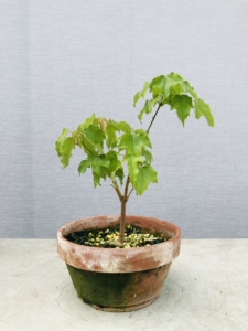 日本原生宫祥枫