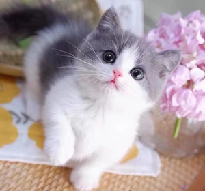 蓝白小幼猫出售自家繁殖纯种蓝白幼崽公母都有两个月大活体小猫咪