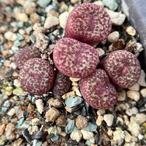 肉锥 7头红色嘴巴红色麻点大型种群生多肉植物一物一拍