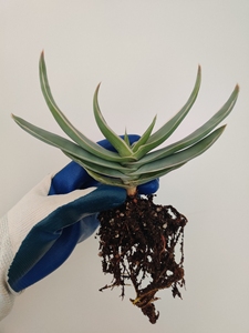 银芳锦芦荟┆一物一拍┆aloe striata