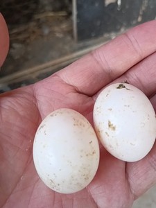 鸽子蛋出售,5块钱一枚一个月12枚都是受精蛋.可以吃马岭岗镇