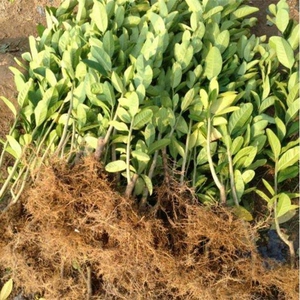 药佛手树苗产品的详细参数,实时报价,价格行情,优质批发/供应等信息