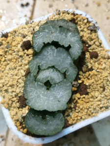 白熊玉扇!根系发达!厚叶大型玉扇!一物一拍!带盆发货!链接图