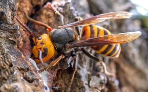 金环胡蜂a1湿虫,3块钱一只大虎头蜂可制标可泡酒,可以去除风
