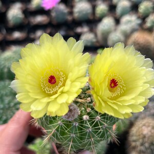 青王丸实生仙人球植物出群生,品种:海神球,我更喜欢叫它"青黄