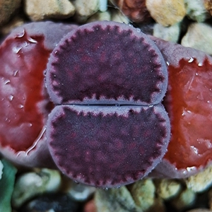 75极品紫李夫人生石花,全窗紫里夫人,紫饼干