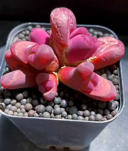 240人付款淘宝好养生石花套餐种子红大内专用花盆日轮一物一拍大母本