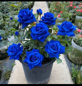 开蓝色花的植物盆栽