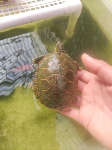 杂锦龟,东西杂暗纹红纹红腹全品8-9厘米.公龟,东锦西锦南锦