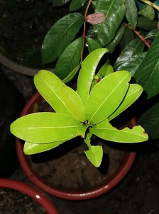 越南软枝人心果苗,包对版