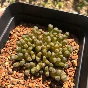 同款货源我是格格啊啊啊淘宝火柴头肉锥多肉植物十头群生带种荚