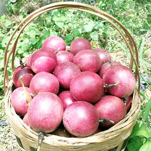 新鲜采摘贵州罗甸凤亭百香果热带西番莲酸爽香甜非广西中大果5斤