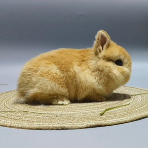 奶黄色短耳侏儒兔,海南海口,实体店自取,省内可发货,标价就是