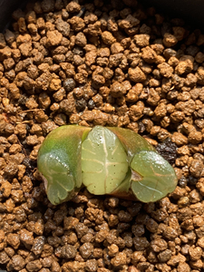 特价南阿星万象锦,尺寸2.2厘米,实物如图,有根.所见即所得