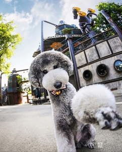 大泰迪狗巨型巨贵超大