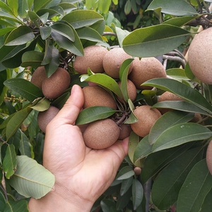 越南大果人心果苗