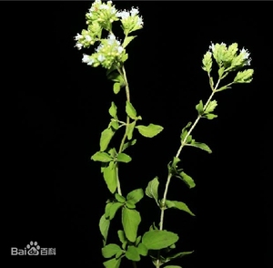 四川香炉草,香龙茶,小时候夏天经常喝,很香,应该是属于牛至的