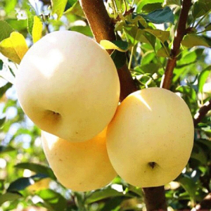 【10斤包邮】正宗黄元帅香蕉奶油金帅金冠苹果新鲜天然水果批发