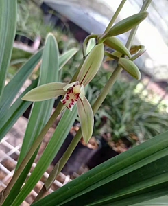 兰花 建兰 金边 小桃红 绿植花卉盆栽 浓香花期有带花苞出售